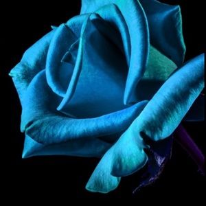 Meet your Posher, Hayden